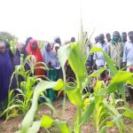 Maize farming